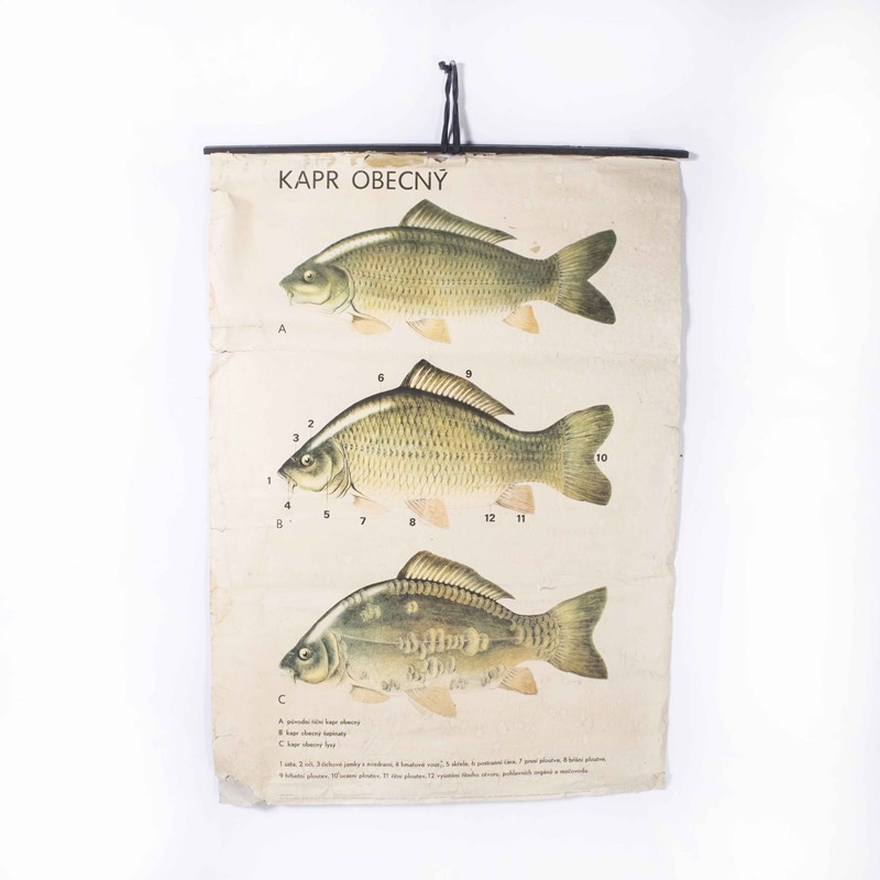 1980's Fish Educational Poster-merchant-found-17396y-main-638061818258643810.jpg