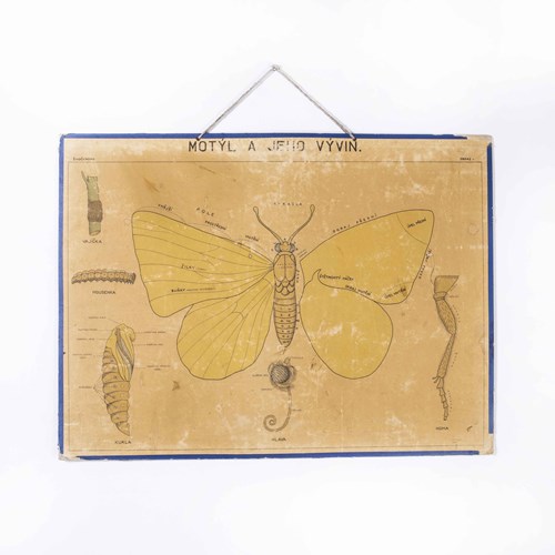 Early 20Th Century Butterfly Anatomy Educational Poster