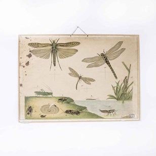Early 20Th Century Dragonflies Educ...