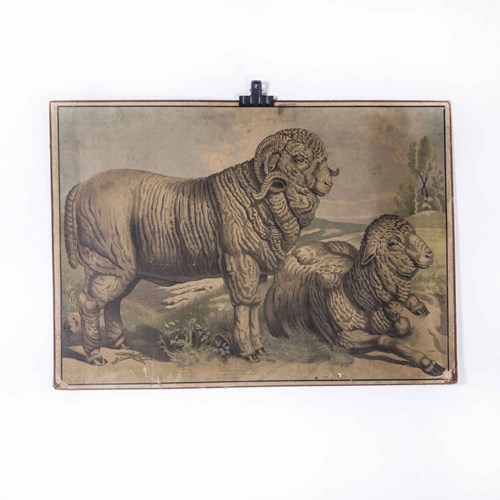 Early 20Th Century Rams Educational Poster
