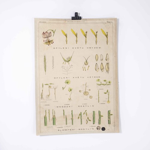 1920'S Plant Educational Poster