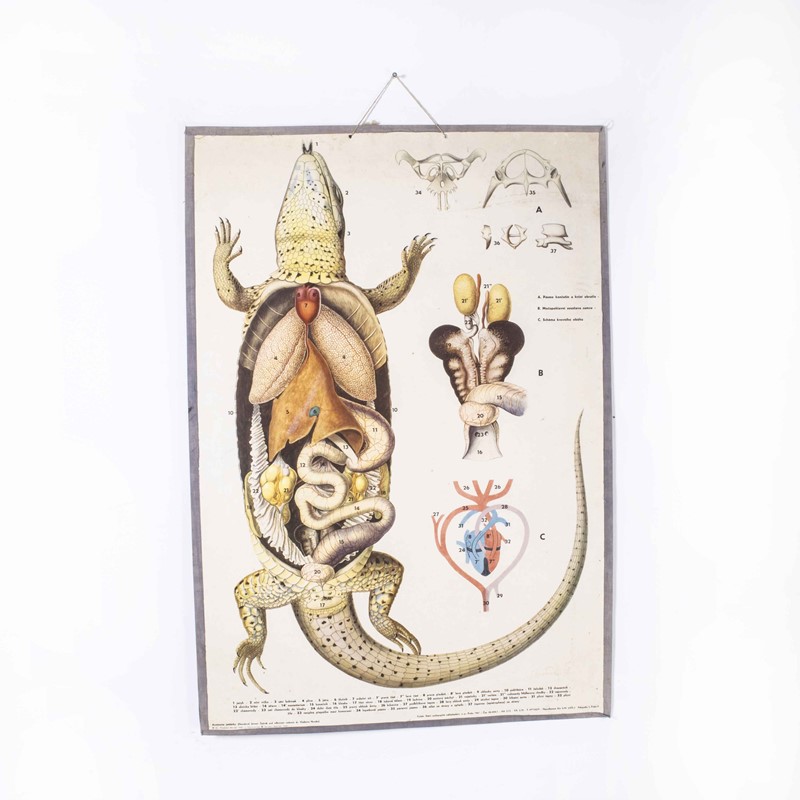 1960's Lizard Educational Poster-merchant-found-17398y-main-638061829147877772.jpg