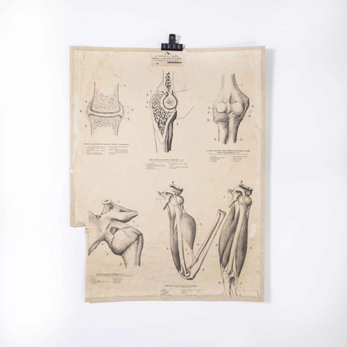 1930'S Educational Poster - Human Anatomy