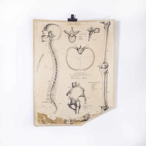  1930'S Educational Poster - Human Anatomy Spine