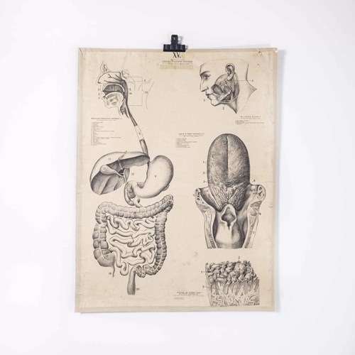 1930'S Educational Poster - Human Anatomy Tongue