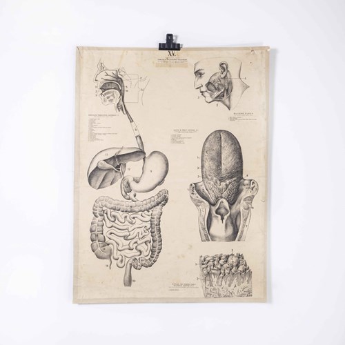 1930'S Educational Poster - Human Anatomy Tongue