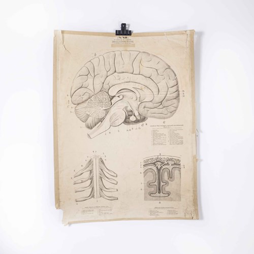 1930'S Educational Poster - Human Anatomy Brain