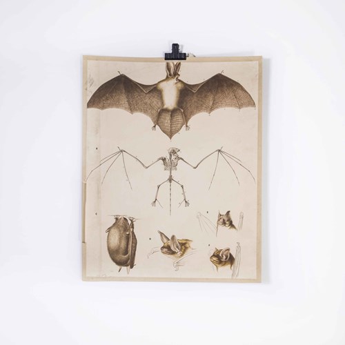 1930'S Educational Poster - Bat