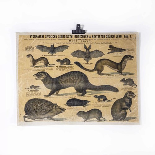 1930'S Educational Poster - Smaller Mammals
