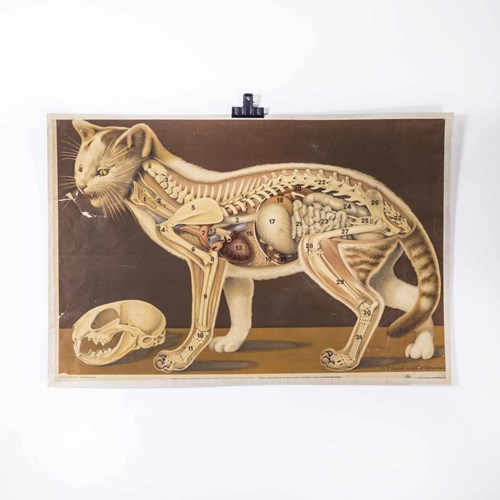 1930'S Educational Poster - Wild Cat