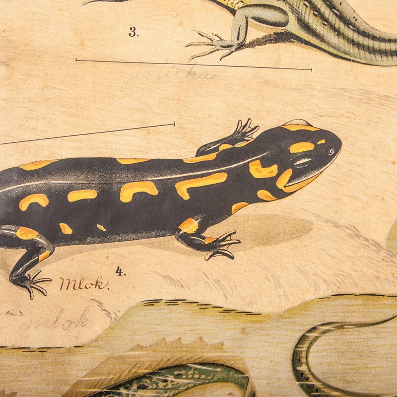 19th Century Czechoslovakian Chart Amphibians -merchant-found-334a-main-637123407027642297.jpg