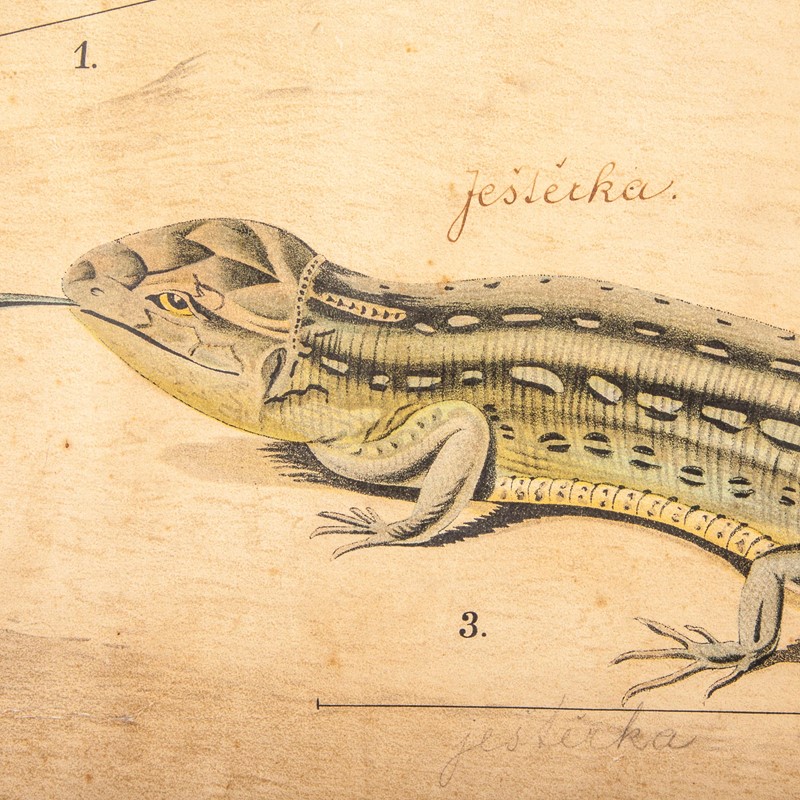 19th Century Czechoslovakian Chart Amphibians -merchant-found-334o-main-637123407326546782.jpg