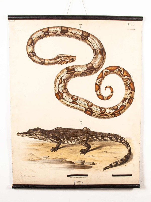 19th Century German Chart - Snake And Crocodile-merchant-found-336-main-637123408525445681.jpg