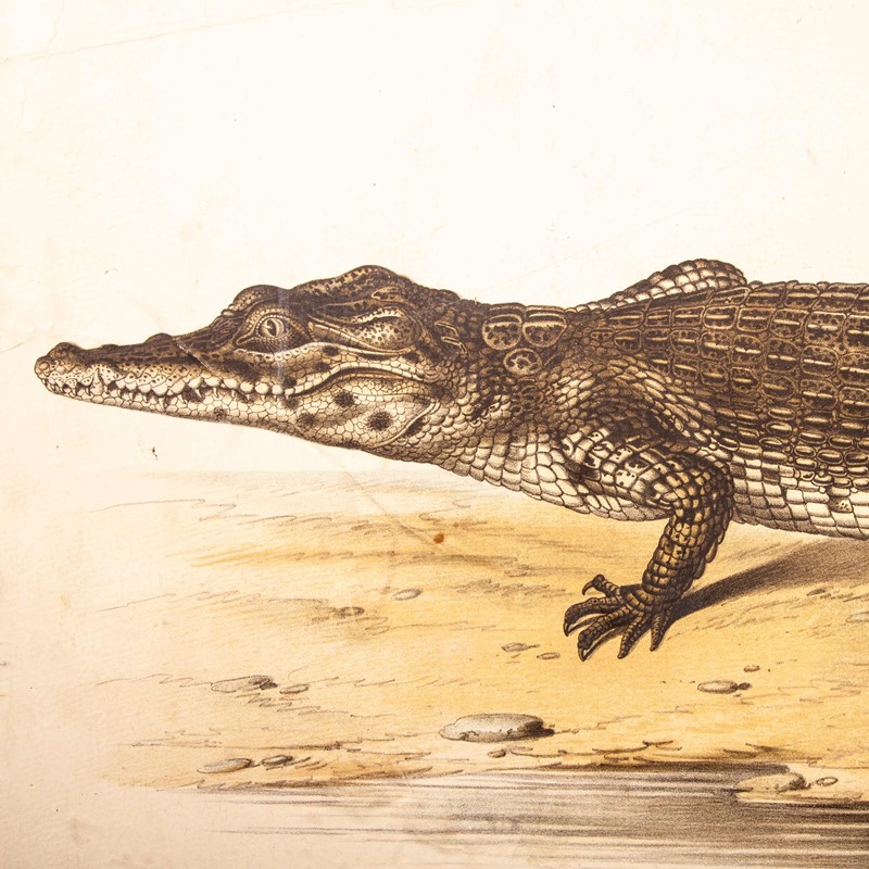 19th Century German Chart - Snake And Crocodile-merchant-found-336a-main-637123408536539503.jpg