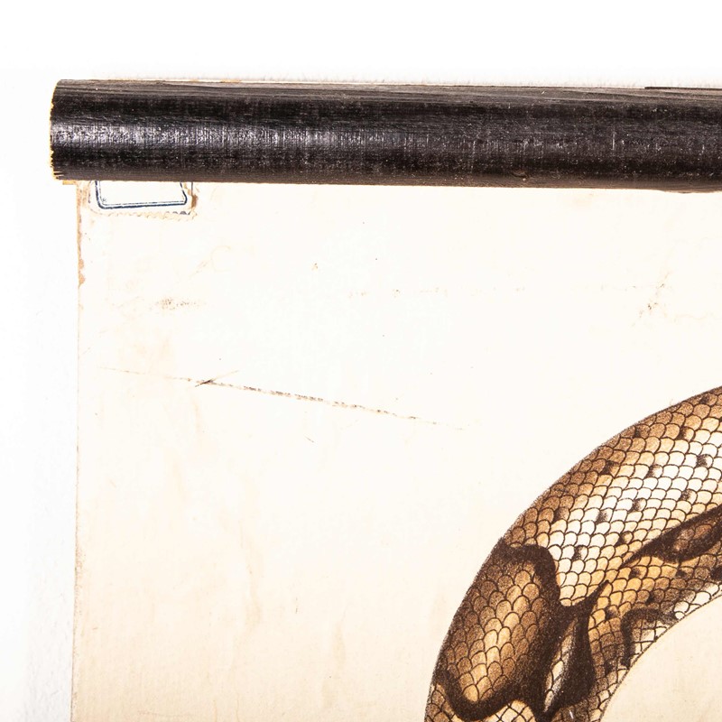 19th Century German Chart - Snake And Crocodile-merchant-found-336f-main-637123408662007479.jpg