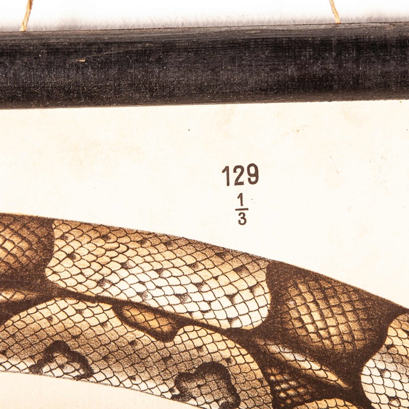 19th Century German Chart - Snake And Crocodile-merchant-found-336h-main-637123408700600982.jpg