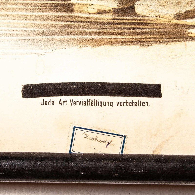 19th Century German Chart - Snake And Crocodile-merchant-found-336j-main-637123408743413269.jpg