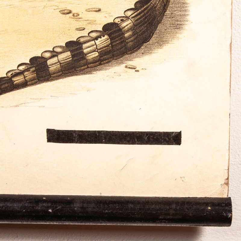 19th Century German Chart - Snake And Crocodile-merchant-found-336k-main-637123408754506951.jpg