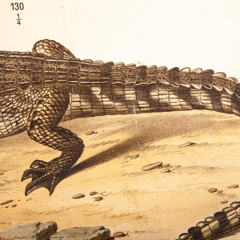 19th Century German Chart - Snake And Crocodile-merchant-found-336m-main-637123408793881785.jpg