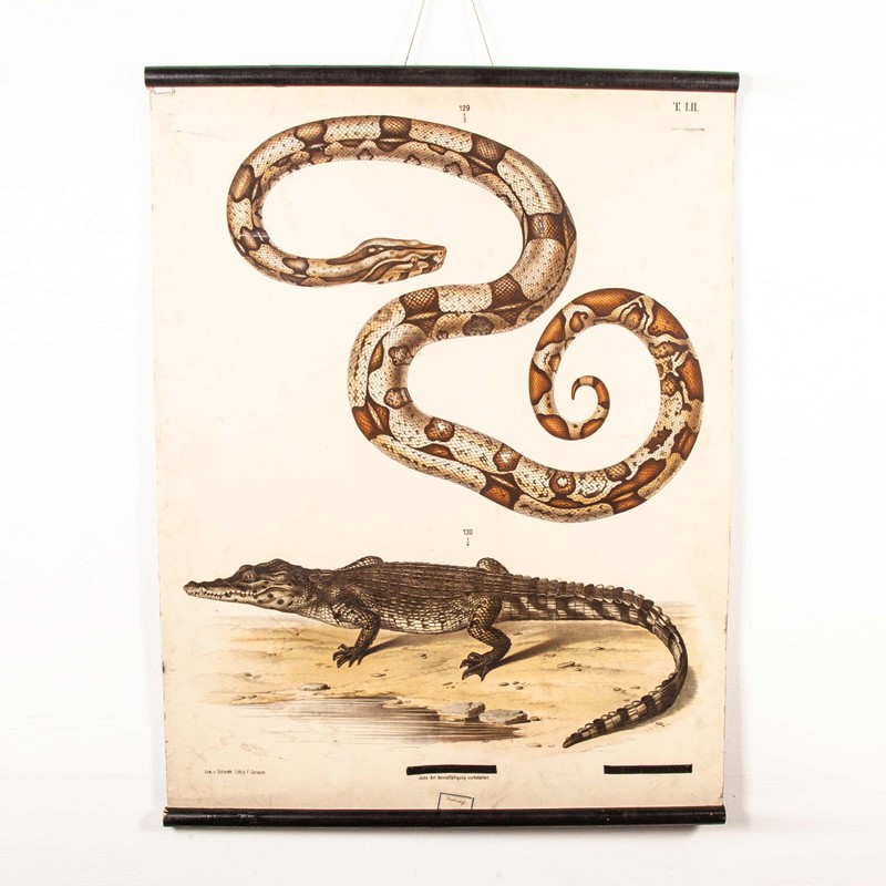 19th Century German Chart - Snake And Crocodile-merchant-found-336y-main-637123408352165742.jpg