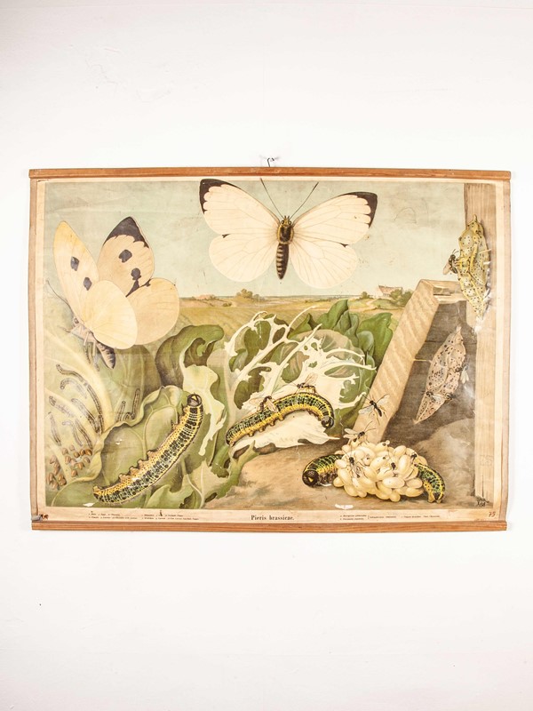 Early20th Century German Chart Of Pieris Brassicae-merchant-found-341-main-637123426421616741.jpg