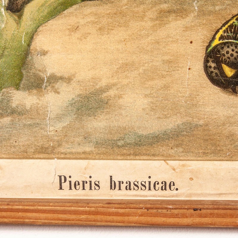 Early20th Century German Chart Of Pieris Brassicae-merchant-found-341l-main-637123426675835199.jpg