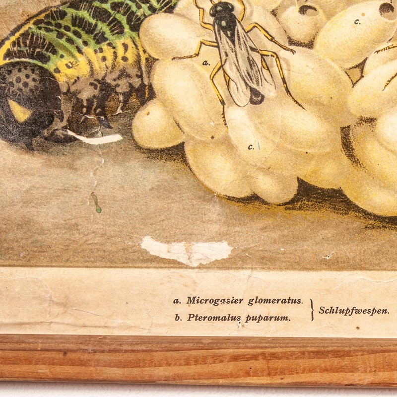 Early20th Century German Chart Of Pieris Brassicae-merchant-found-341m-main-637123426691147417.jpg