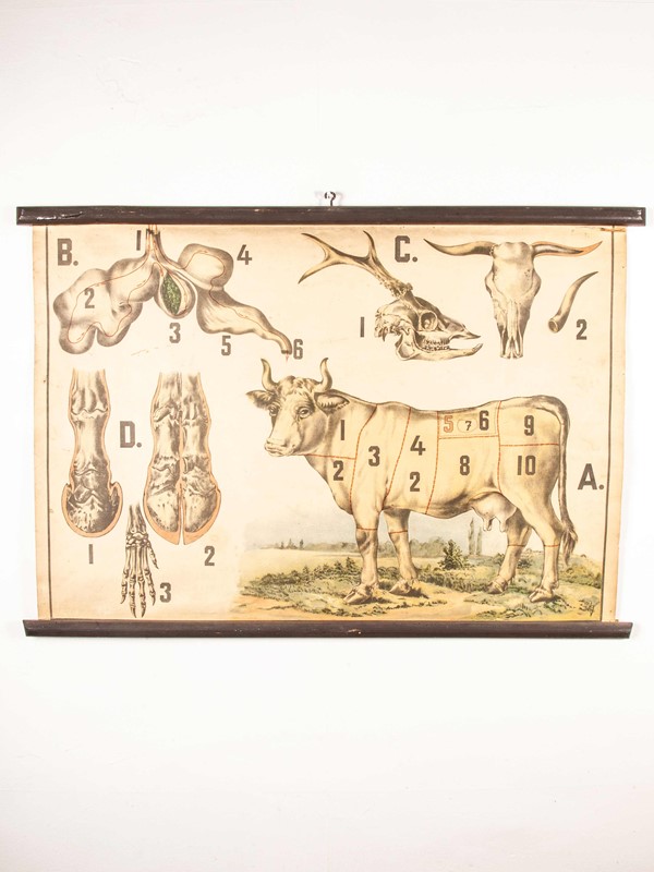 Early 20th Century Butchering Chart -merchant-found-345-main-637123436154535781.jpg