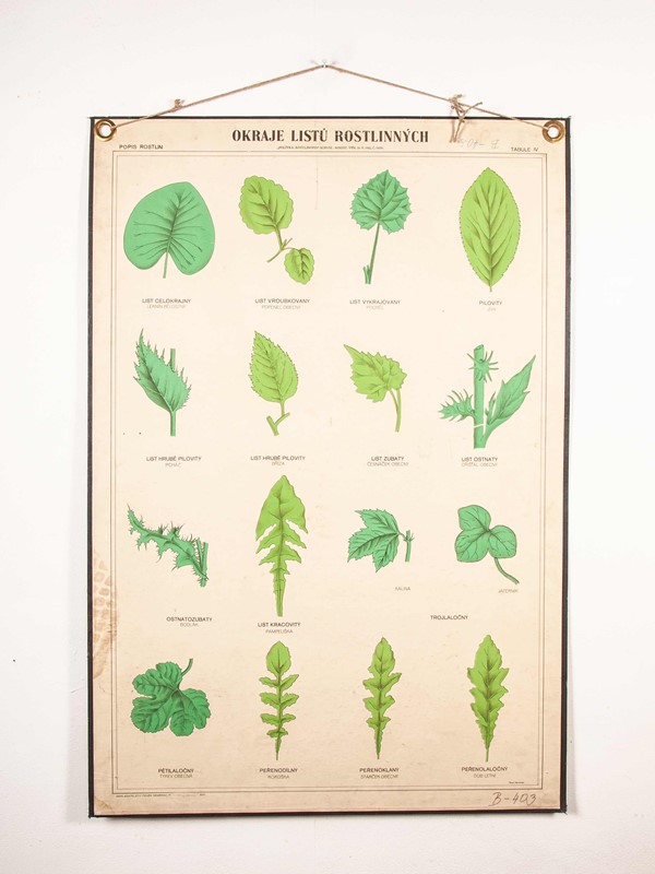 Early 20th Century Chart Leaf Varieties-merchant-found-71213-main-637123463469566878.jpg