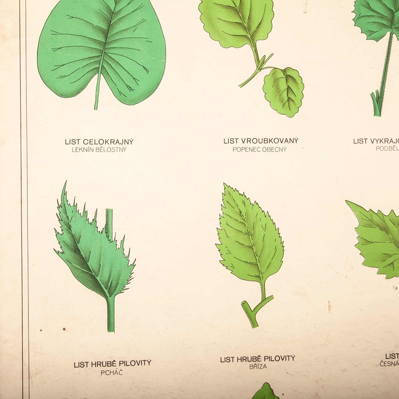 Early 20th Century Chart Leaf Varieties-merchant-found-71213a-main-637123463490973118.jpg