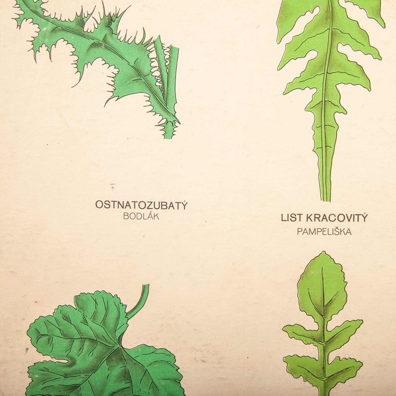 Early 20th Century Chart Leaf Varieties-merchant-found-71213e-main-637123463574409905.jpg