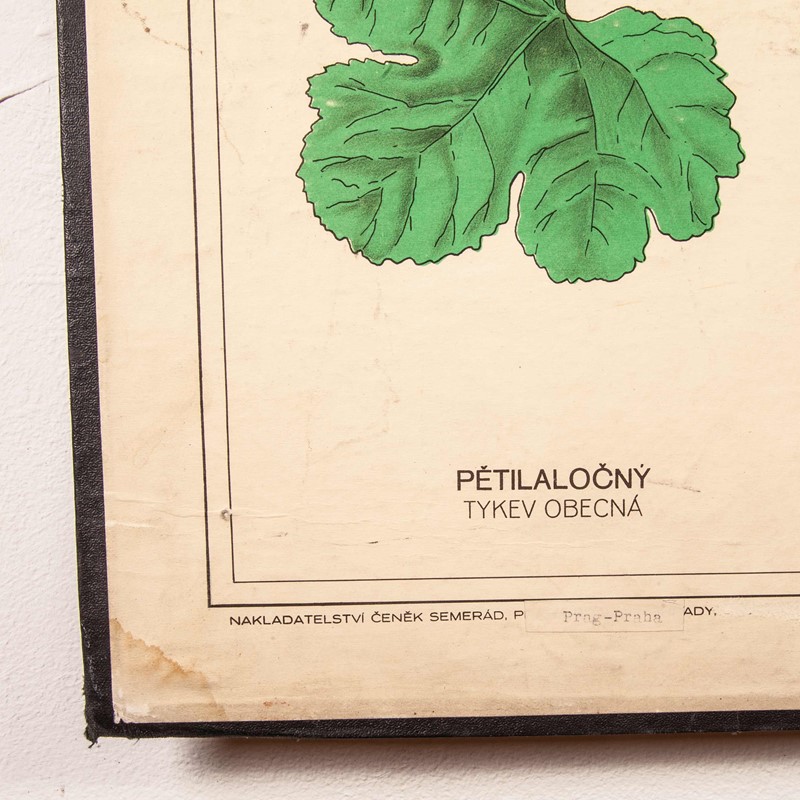 Early 20th Century Chart Leaf Varieties-merchant-found-71213g-main-637123463614253485.jpg