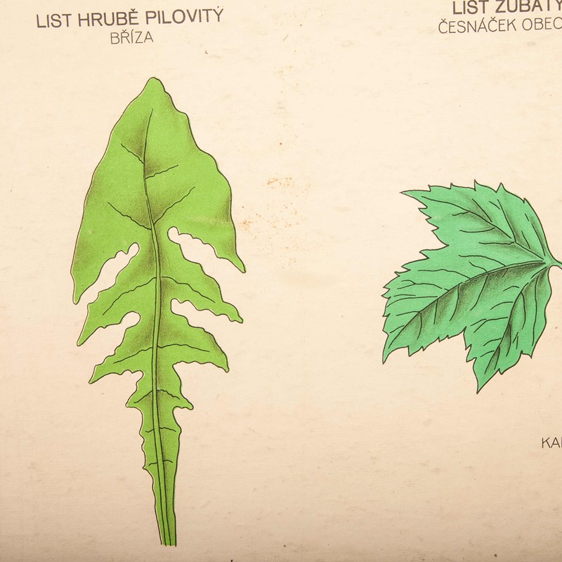 Early 20th Century Chart Leaf Varieties-merchant-found-71213h-main-637123463632378868.jpg