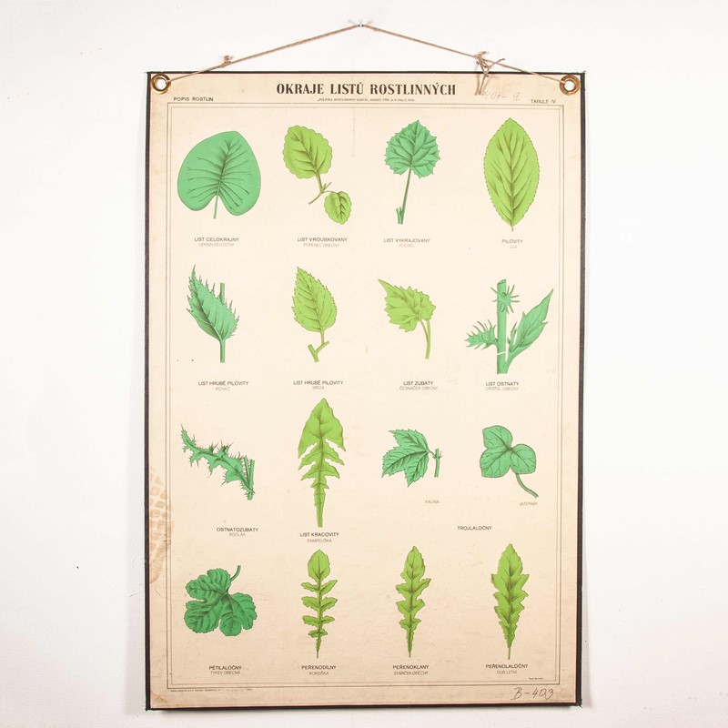 Early 20th Century Chart Leaf Varieties-merchant-found-71213y-main-637123463289851274.jpg