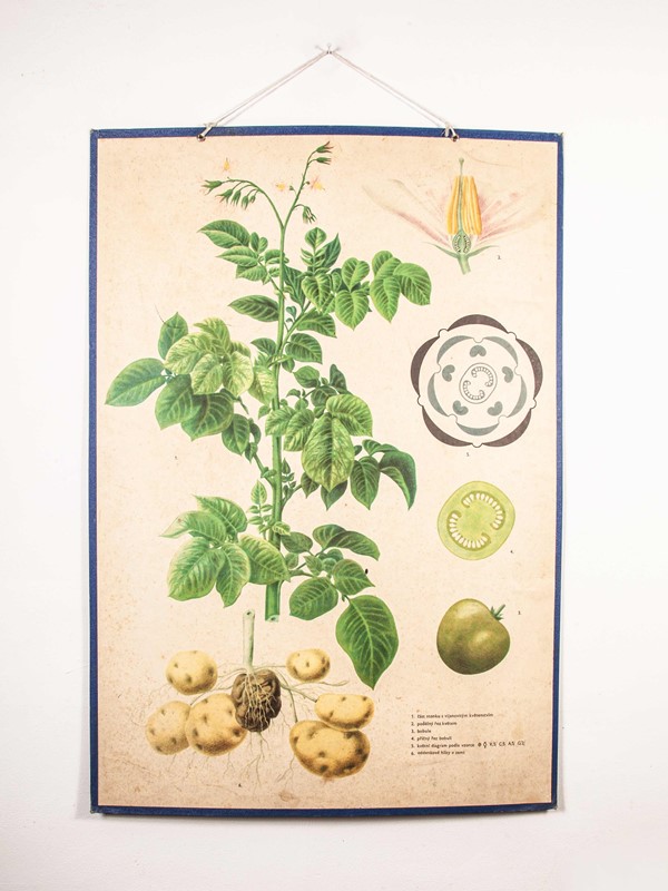 Early 20th Century  Chart  Potato & Tomato Plants-merchant-found-71217-main-637123470283440143.jpg