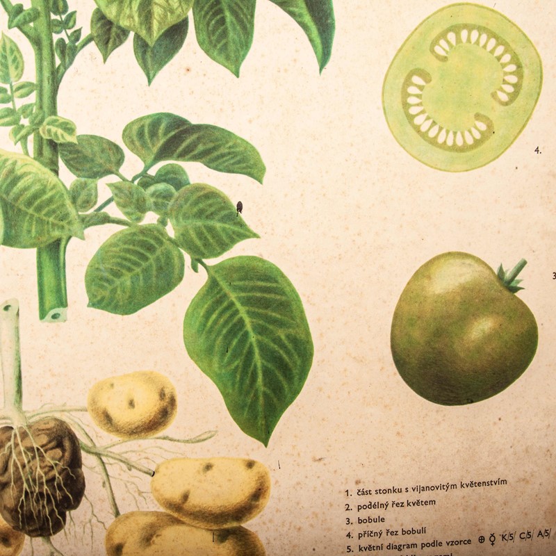 Early 20th Century  Chart  Potato & Tomato Plants-merchant-found-71217a-main-637123470305159196.jpg