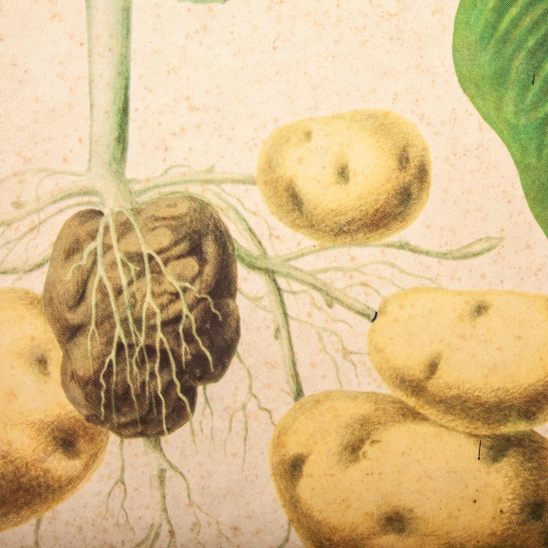 Early 20th Century  Chart  Potato & Tomato Plants-merchant-found-71217e-main-637123470398283846.jpg