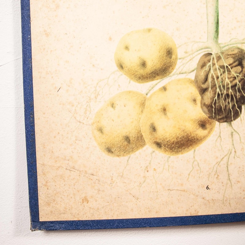 Early 20th Century  Chart  Potato & Tomato Plants-merchant-found-71217f-main-637123470428283498.jpg