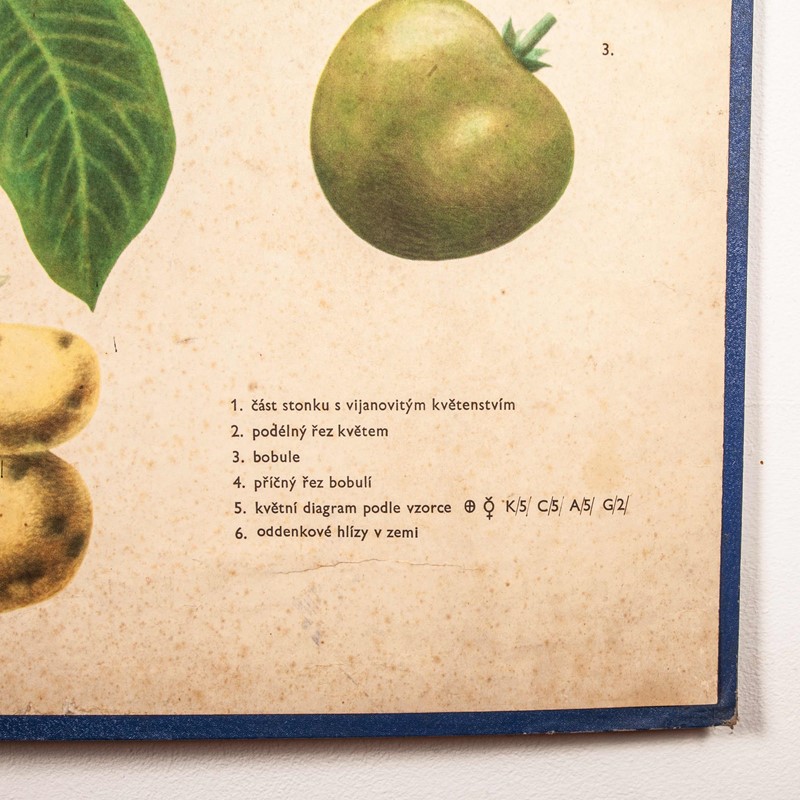 Early 20th Century  Chart  Potato & Tomato Plants-merchant-found-71217g-main-637123470448908392.jpg