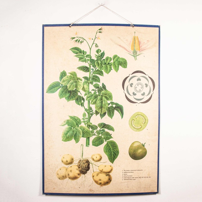 Early 20th Century  Chart  Potato & Tomato Plants-merchant-found-71217y-main-637123470071722857.jpg