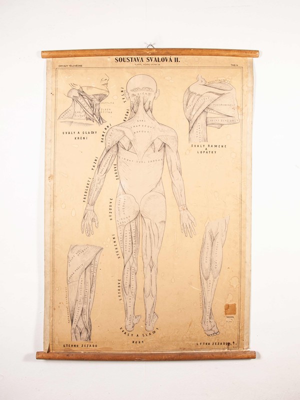 Early 20th Century Muscular System Chart-merchant-found-71218-main-637123471874868888.jpg