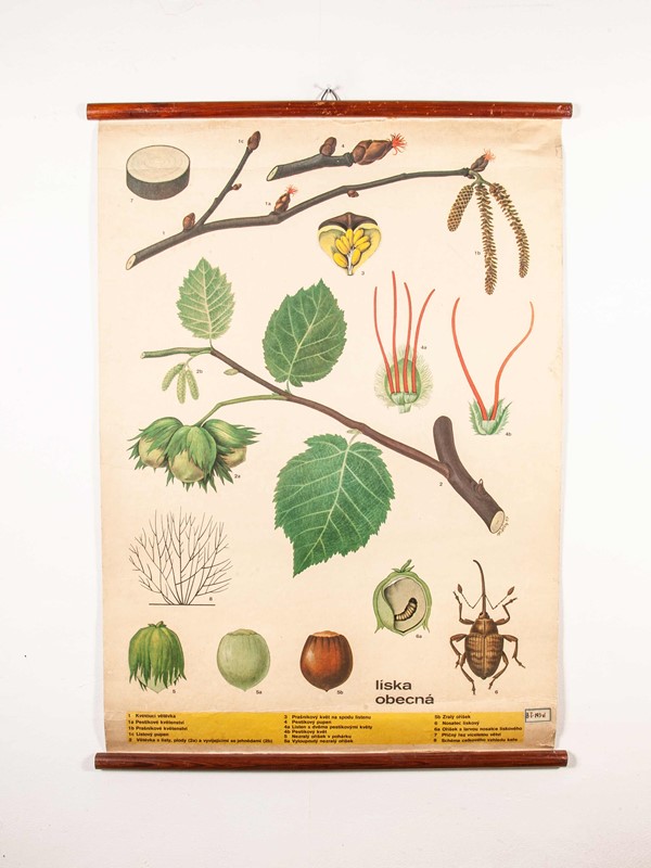 Early 20th Century Plant & Insect Chart-merchant-found-7127-main-637123455763960556.jpg