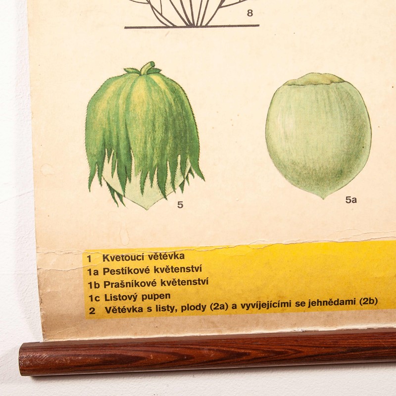 Early 20th Century Plant & Insect Chart-merchant-found-7127e-main-637123455879741892.jpg