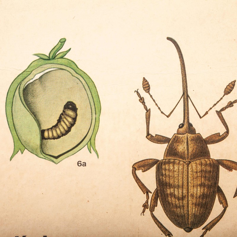 Early 20th Century Plant & Insect Chart-merchant-found-7127h-main-637123455953335603.jpg
