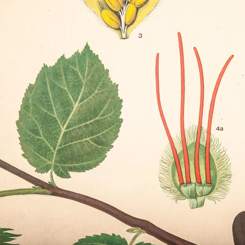 Early 20th Century Plant & Insect Chart-merchant-found-7127k-main-637123456030210245.jpg