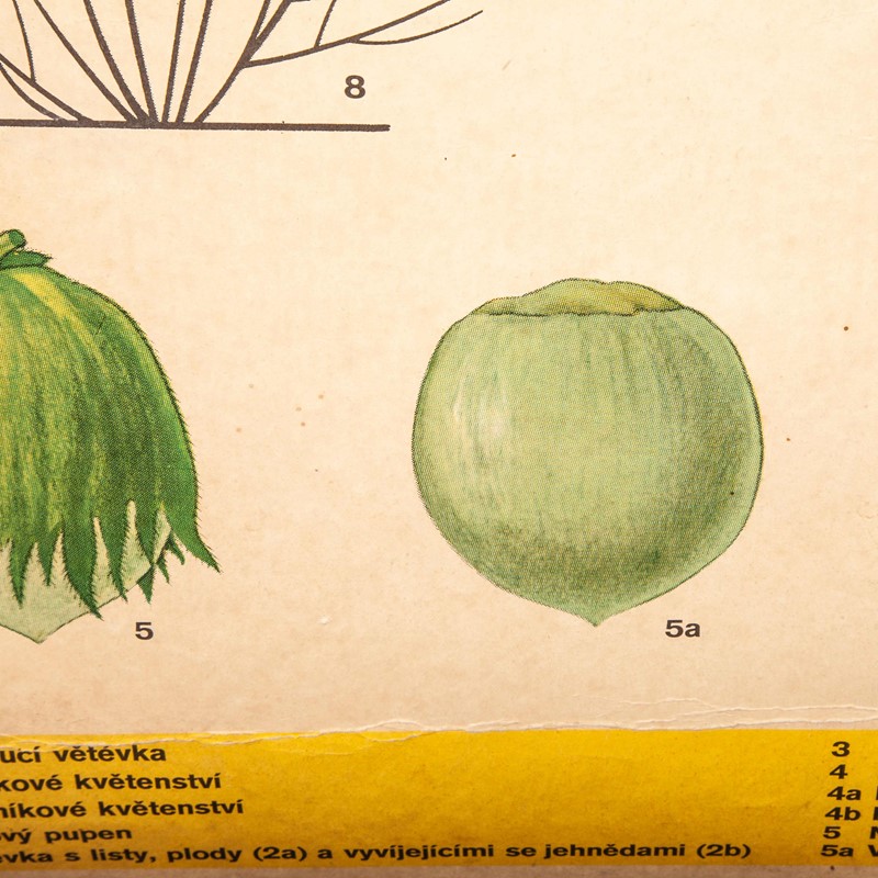 Early 20th Century Plant & Insect Chart-merchant-found-7127l-main-637123456057397184.jpg