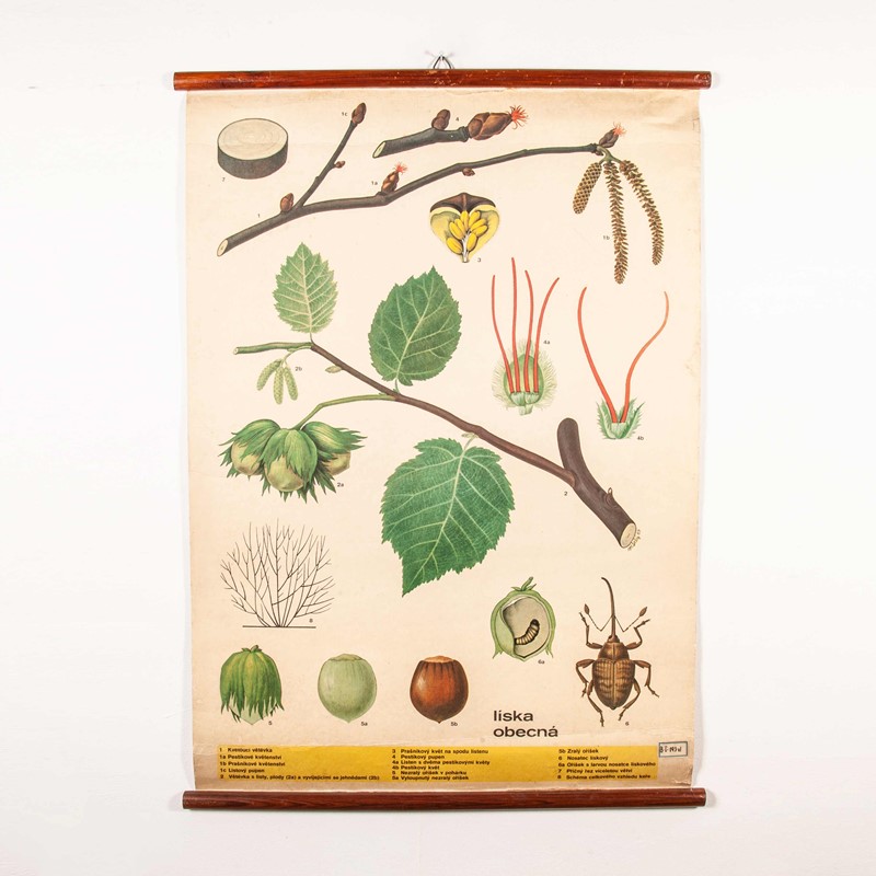 Early 20th Century Plant & Insect Chart-merchant-found-7127y-main-637123455594117029.jpg