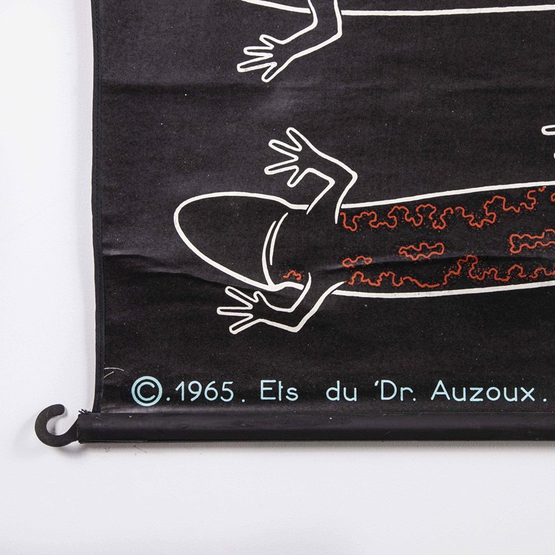 1960 Dr Auzoux French Chart P.Sougy La Cigale S.60-merchant-found-88466d-main-637360168442878412.jpg