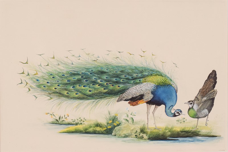 Pair Of Peacock Goauches-modern-decorative-1148-two-peacocks-gauches-9-main-637673002249492404.jpg