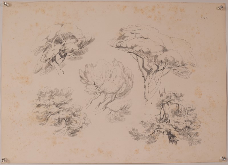 Set Of 11 Pencil Studies Of Nature-modern-decorative-1288-nature-drawings-x11-13-main-637896976360282325.jpg